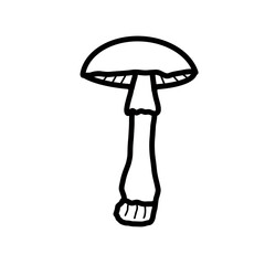 mushroom fungi nature hand drawn organic line
