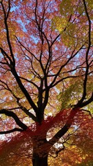Looking up at the vibrant autumn canopy with red, orange, and yellow leaves against a blue sky