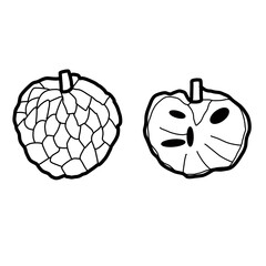 custard apple sweet fruit tropical food plant hand drawn organic line
