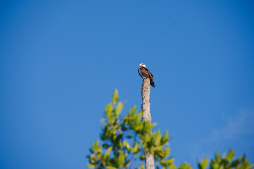 Osprey Bird Perched On Tall Weathered Pole Against Clear Blue Sky. Solitary bird sits atop a tall, rough-textured pole with a vivid blue sky backdrop. The scene evokes solitude, resilience, and the co