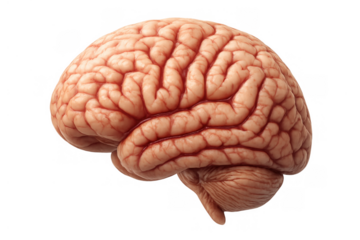 Human brain anatomy representing intelligence, mind, memory, and learning on a transparent background, side view