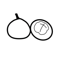 Santol sour sweet fruit tropical food plant hand drawn organic line
