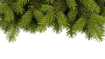 Christmas background with evergreen branches