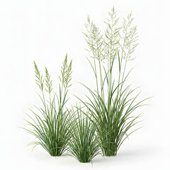 Fototapeta premium Ornamental grass isolated on white