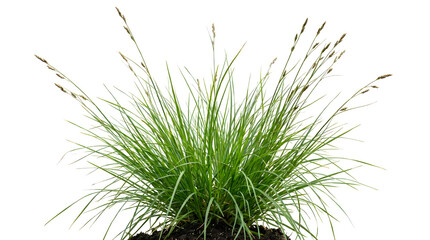 Blooming ornamental grass bush isolated