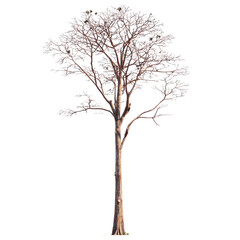 Fototapeta premium Bare Tree on Isolated Background