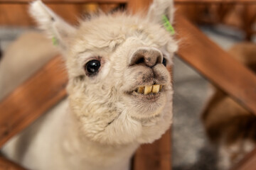 Obraz premium Funny portrait of a white llama or alpaca. Soft focus