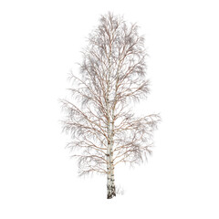 Fototapeta premium Birch tree with snow isolated on transparent