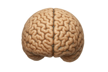 Obraz premium Human brain organ representing intelligence, learning, memory, and cognitive processes on transparent background