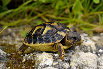 juvenile Hermann's tortoise // junge Griechische Landschildkröte (Testudo hermanni) - Menorca, Balearic Islands, Spain