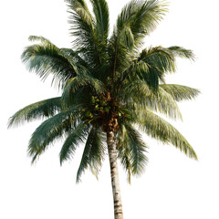 Fototapeta premium Coconut Palm Tree Isolated