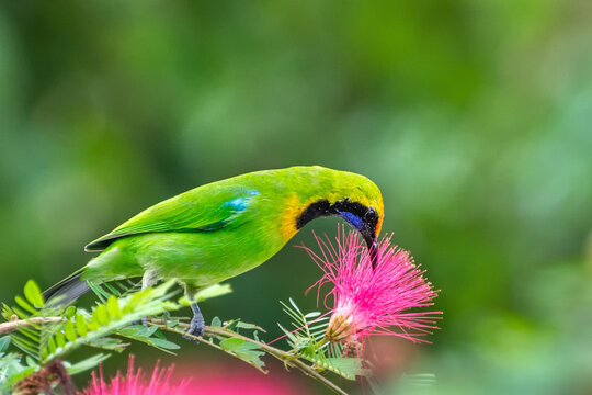 A beautiful and colorful bird Golden-fronted Leafbird (Chloropsis aurifrons) perched on a flowering tree in a green blurred forest background. Jayanti, Buxa, West Bengal, India