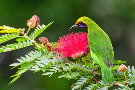 A beautiful and colorful bird Golden-fronted Leafbird (Chloropsis aurifrons) perched on a flowering tree in a green blurred forest background. Jayanti, Buxa, West Bengal, India