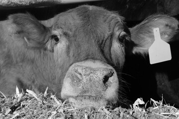 Young cow face closeup in black and white, cute farm animal.