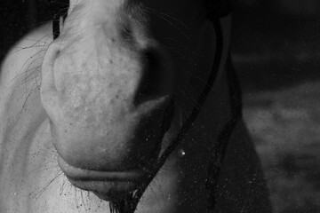 Horse nose closeup in dark black and white, water splashes during bath.