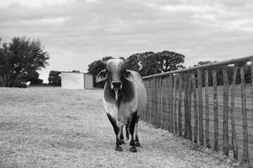 Brahman bull cow closeup in black and white on Texas ranch.