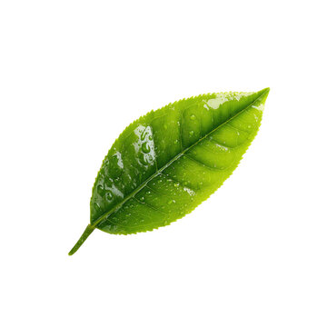 Fresh Green Tea Leaf with Water Droplets