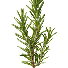 Fototapeta premium Fresh Rosemary Sprig