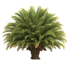 Green Palm Tree on Transparent Background