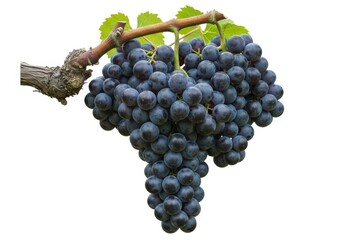 Large cluster of dark purple grapes hangs from a woody vine stem with green leaves against a white background