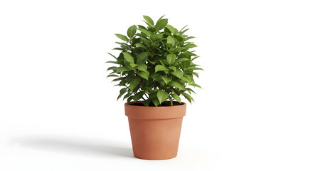 Obraz premium Potted Plant: A vibrant green plant thrives within a classic terracotta pot, symbolizing growth, freshness, and the nurturing power of nature.