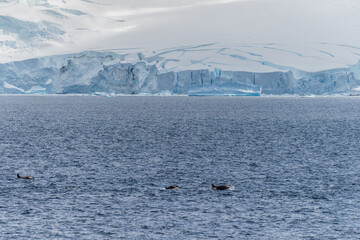 Scenic view of a group of killer whales, Orcinus orca, swimming in the waters of the Antarctic peninsula, near Anvers Island. © Goldilock Project