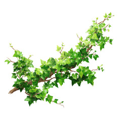 Obraz premium Ivy Branch on Transparent Background