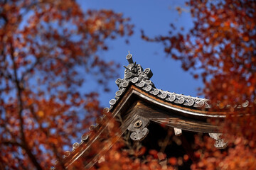The Onigawara sits proudly on the roof ridge and the bright red maple leaves
