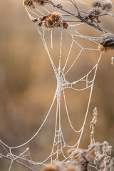 Zmrożona pajęczyna