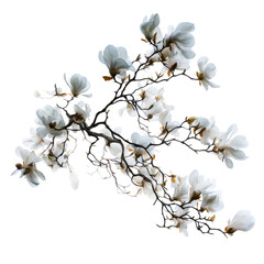 Magnolia Branch with White Flowers