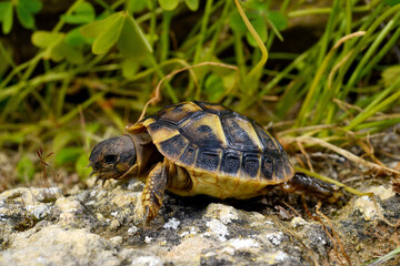 juvenile Hermann's tortoise // junge Griechische Landschildkröte (Testudo hermanni) - Menorca, Balearic Islands, Spain