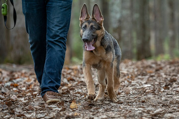 Blue coat German Shepherd 
