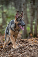 Blue coat German Shepherd 