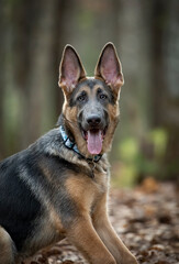 Blue coat German Shepherd 