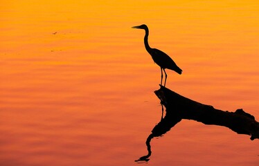 A heron bird standing on the tree trunk by the peaceful lake in a golden sunset, water bird, peaceful background, bird silhouettes background
