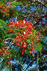Royal poinciana, flamboyant  or flame tree flowers (Delonix regia), Rio de Janeiro, Brazil
