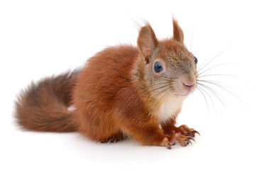 Cute red squirrel sitting and looking at the camera isolated on white