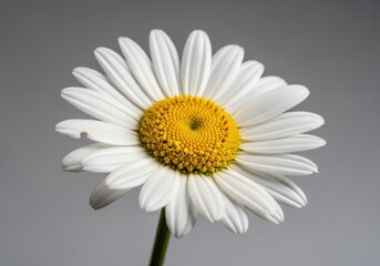 Detailed close up captures the intricate beauty of a white and yellow blossom against a muted background