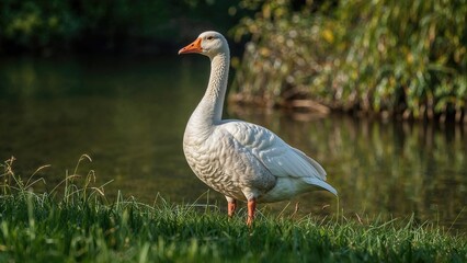 Obraz premium White goose by the water in a natural outdoor setting with green foliage and tall grasses.