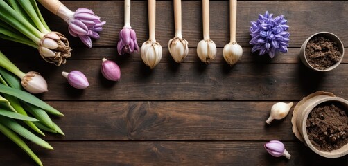 Purple and white flower bulbs with green shoots a blooming hyacinth and soil in pots on a dark wooden background