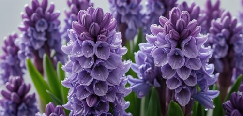 Close up of vibrant purple hyacinth flowers covered with small water droplets Lush green leaves are visible