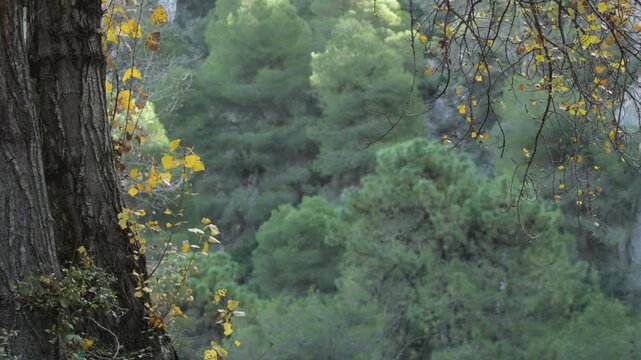 Deciduous leaves on tree