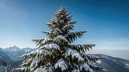 Snow-covered tree in a winter mountain landscape with snow-capped peaks and a clear blue sky