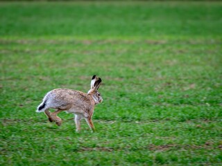 European hare (Lepus europaeus).