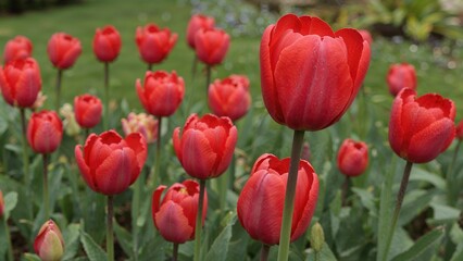 Obraz premium Red tulips in a garden with green foliage and soil background.