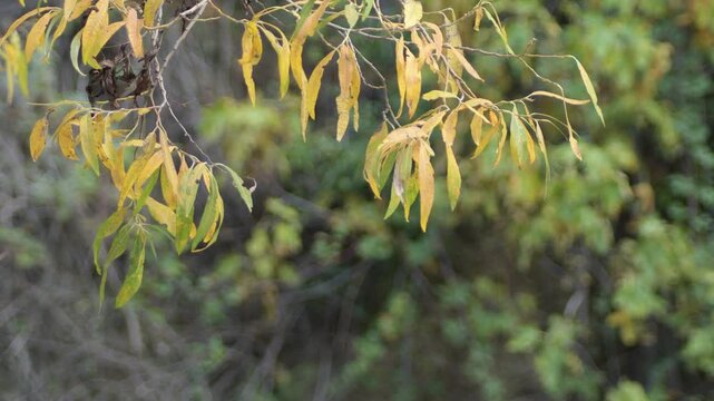 Deciduous leaves on branch of a tree