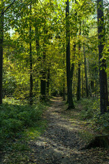 Forest path in autumn. Sun rays shine through the leaves. Dark, winding path full of fallen leaves. Beauty of nature. Rest and peace in the forest.