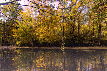 Autumn forest, golden leaves and calm lake with perfect reflection. Scenic, picturesque landscape, nature, harmony, peace.