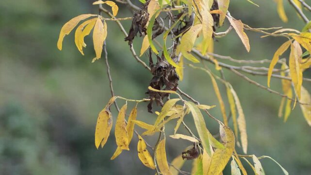 Deciduous dry leaves on branch of a tree