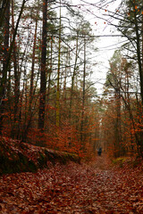 Obraz premium Horseback Riders on a Leaf-Covered Forest Path in Autumn